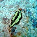 Image of Flatworm