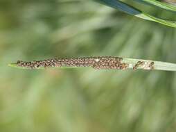 Image of pine beauty