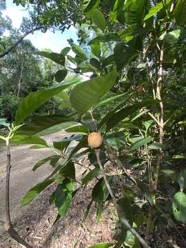 Image of Atractocarpus sessilis (F. Muell.) Puttock