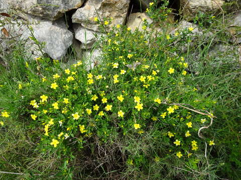 Image of Chrysojasminum fruticans (L.) Banfi