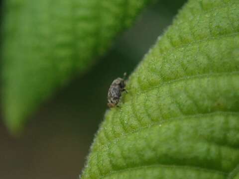 Image of Chaetoptelius mundulus Wood & Bright 1992