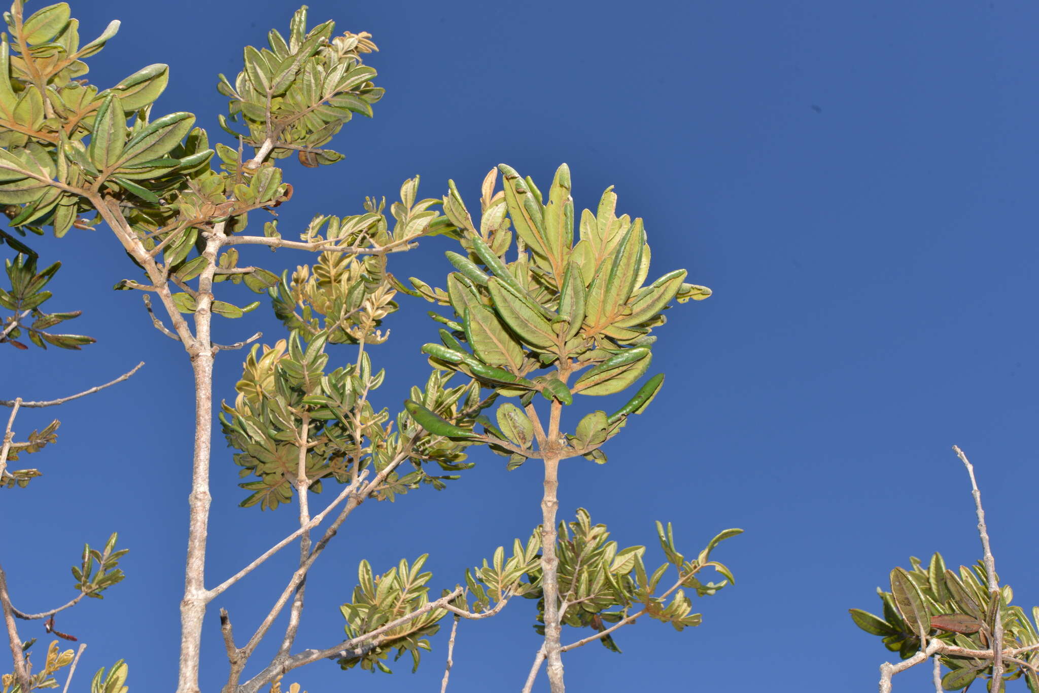 Image of Pancheria hirsuta Vieill. ex Pamp.