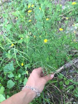 Image of prairie broomweed