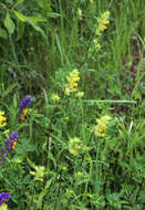 Image of Rhinanthus serotinus subsp. aestivalis (N. Zing.) Dostal