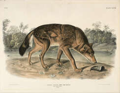 Image of Red wolf