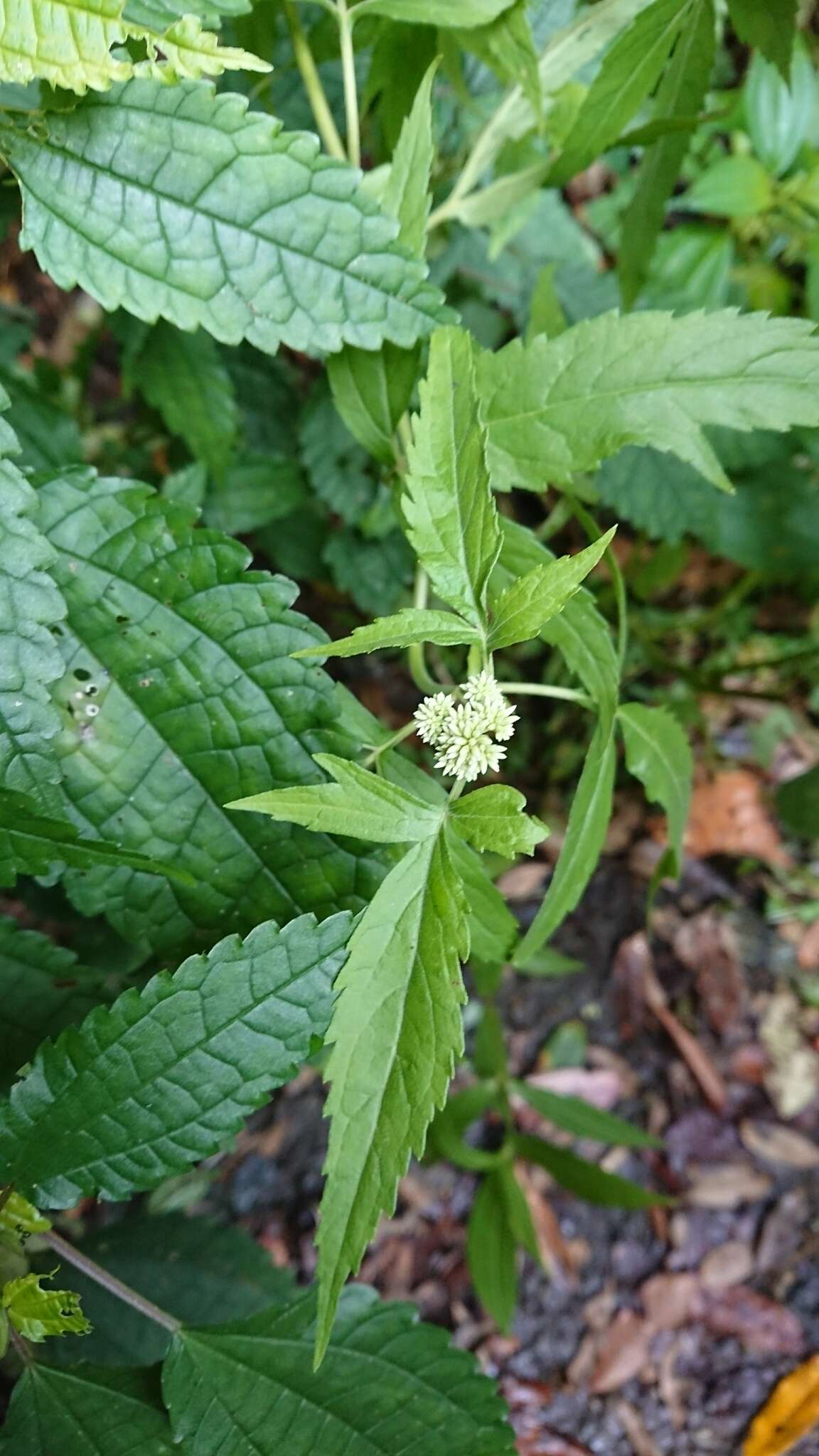 Image of Eupatorium formosanum Hayata