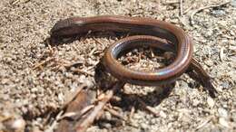 Image of Two-toed Earless Skink