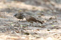 Image of Hartlaub's Babbler