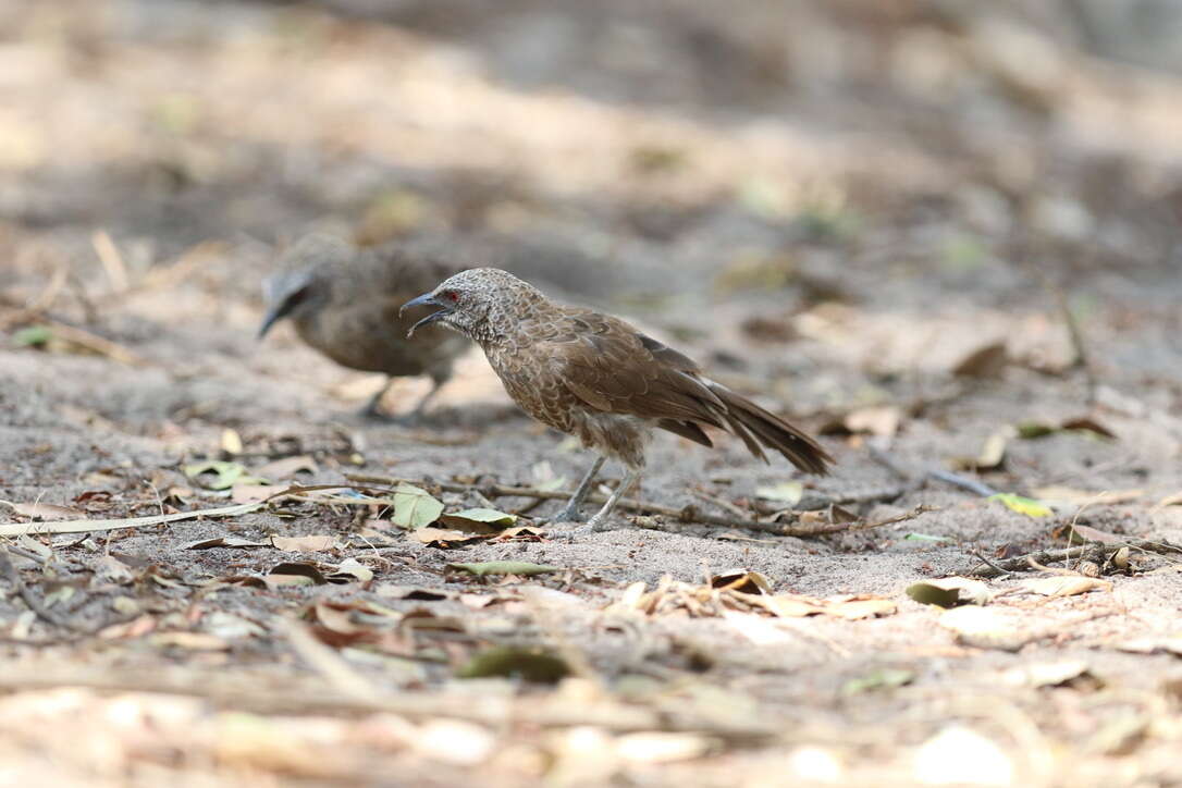 Image of Hartlaub's Babbler