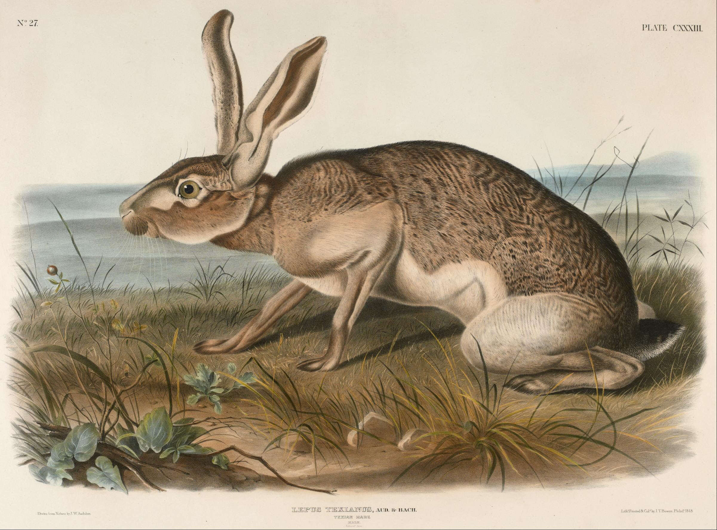 Image of Black-tailed Jackrabbit