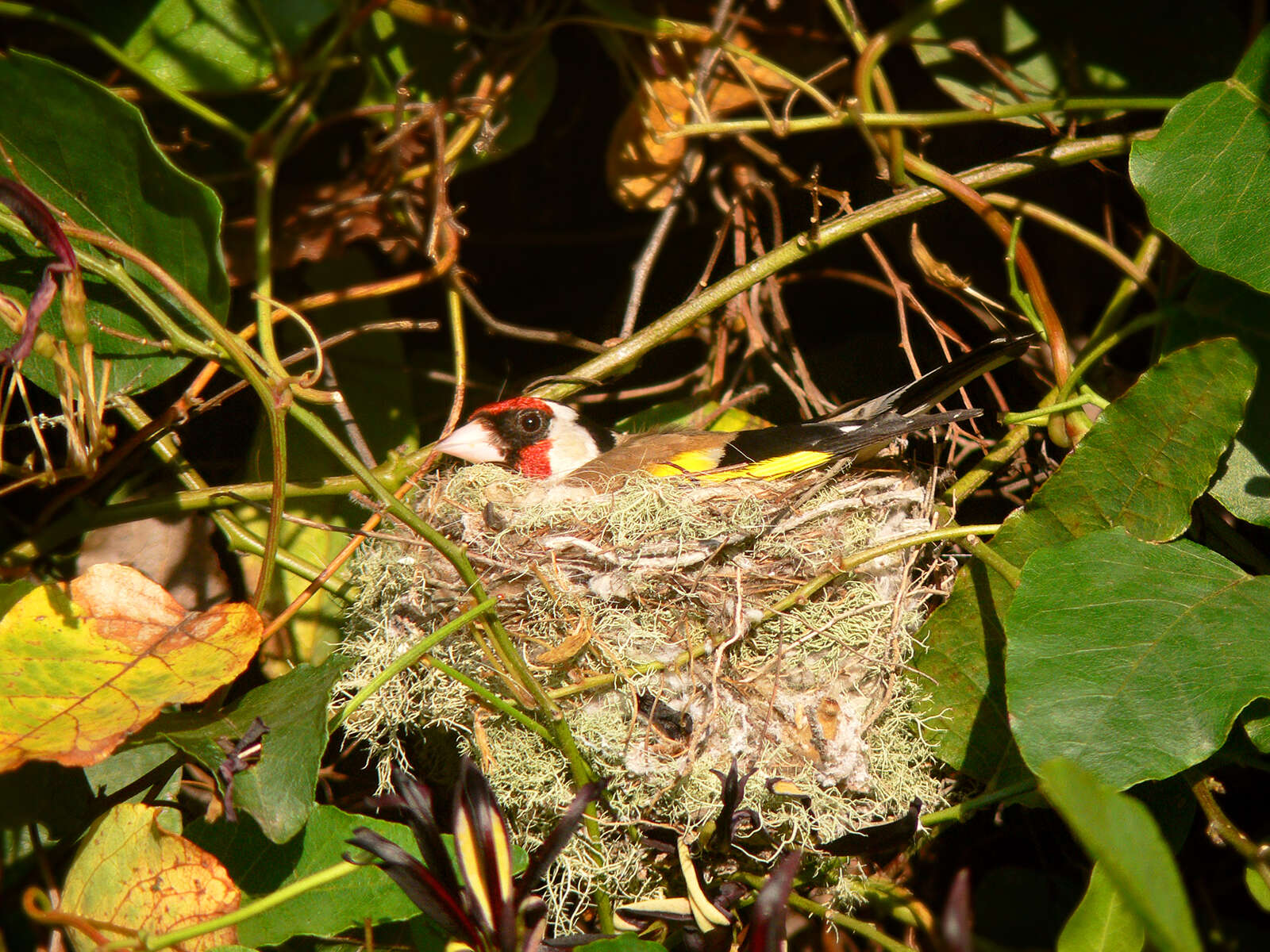 Imagem de Carduelis Brisson 1760