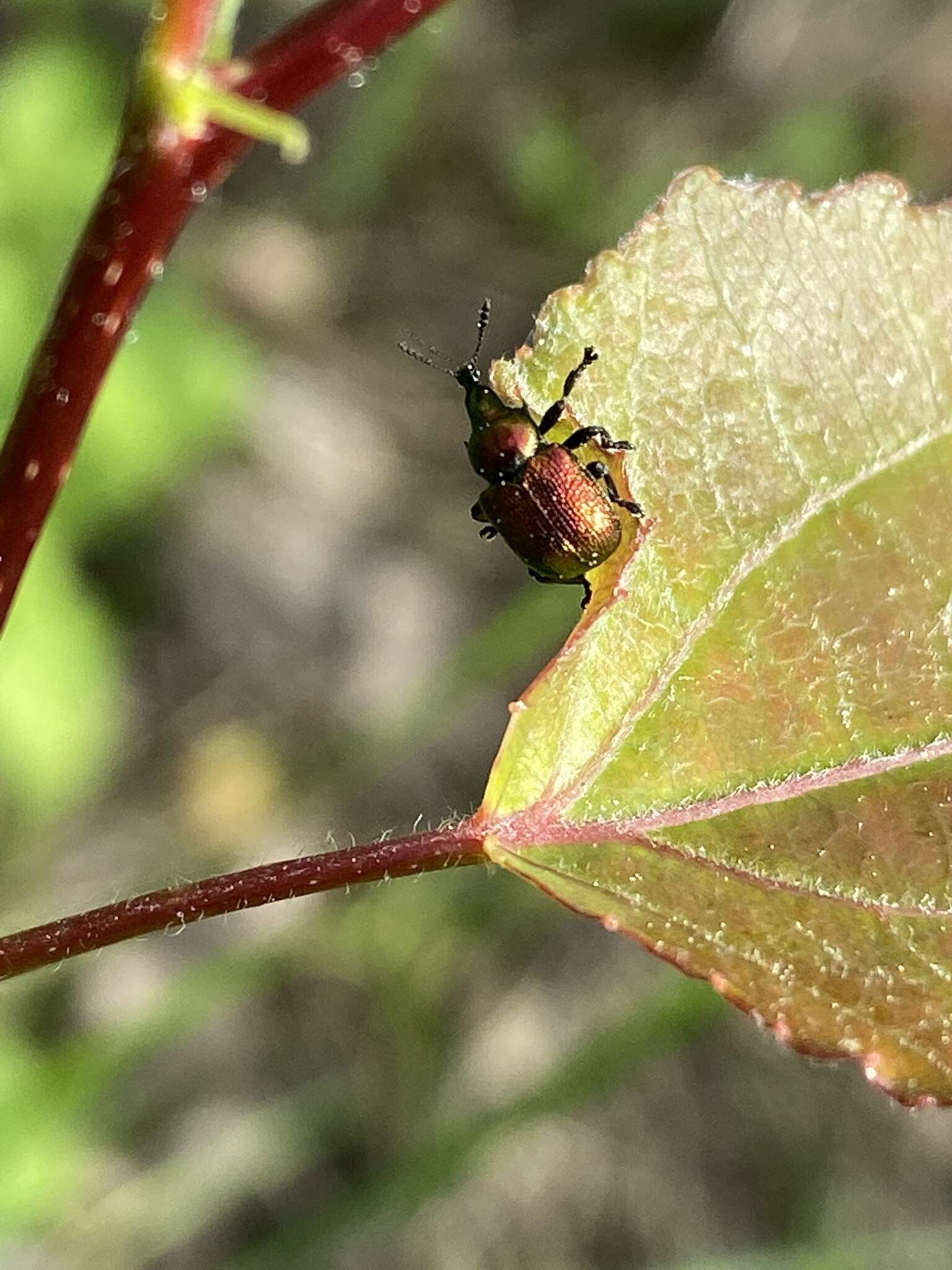 Image of poplar leaf-rolling weevil