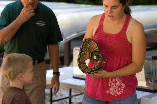 Image of Ball Python