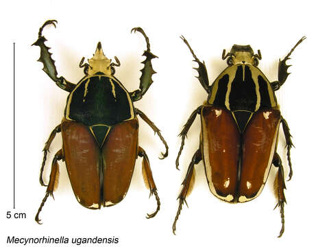 Image of Mecynorhina