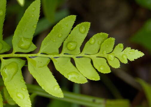 Image of Christmas fern