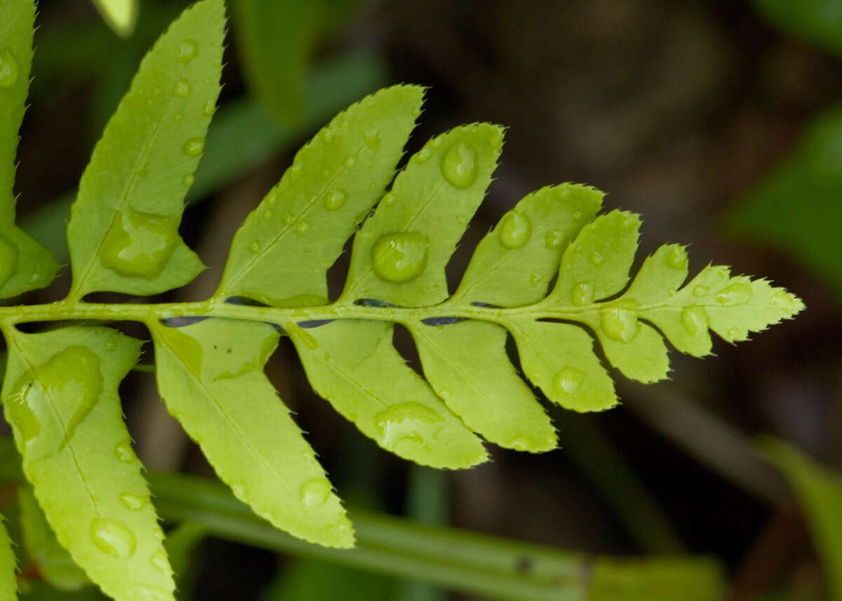 Plancia ëd Polystichum acrostichoides (Michx.) Schott