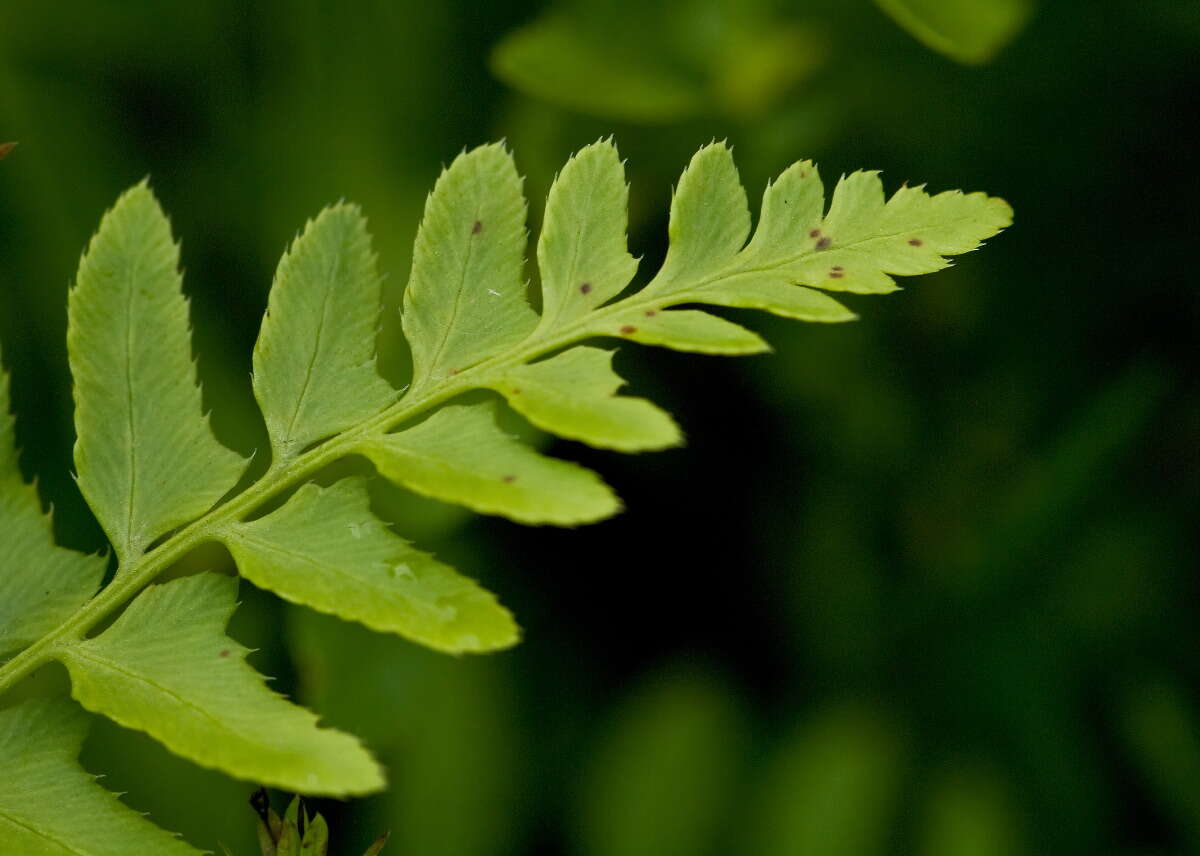 Image of Christmas fern