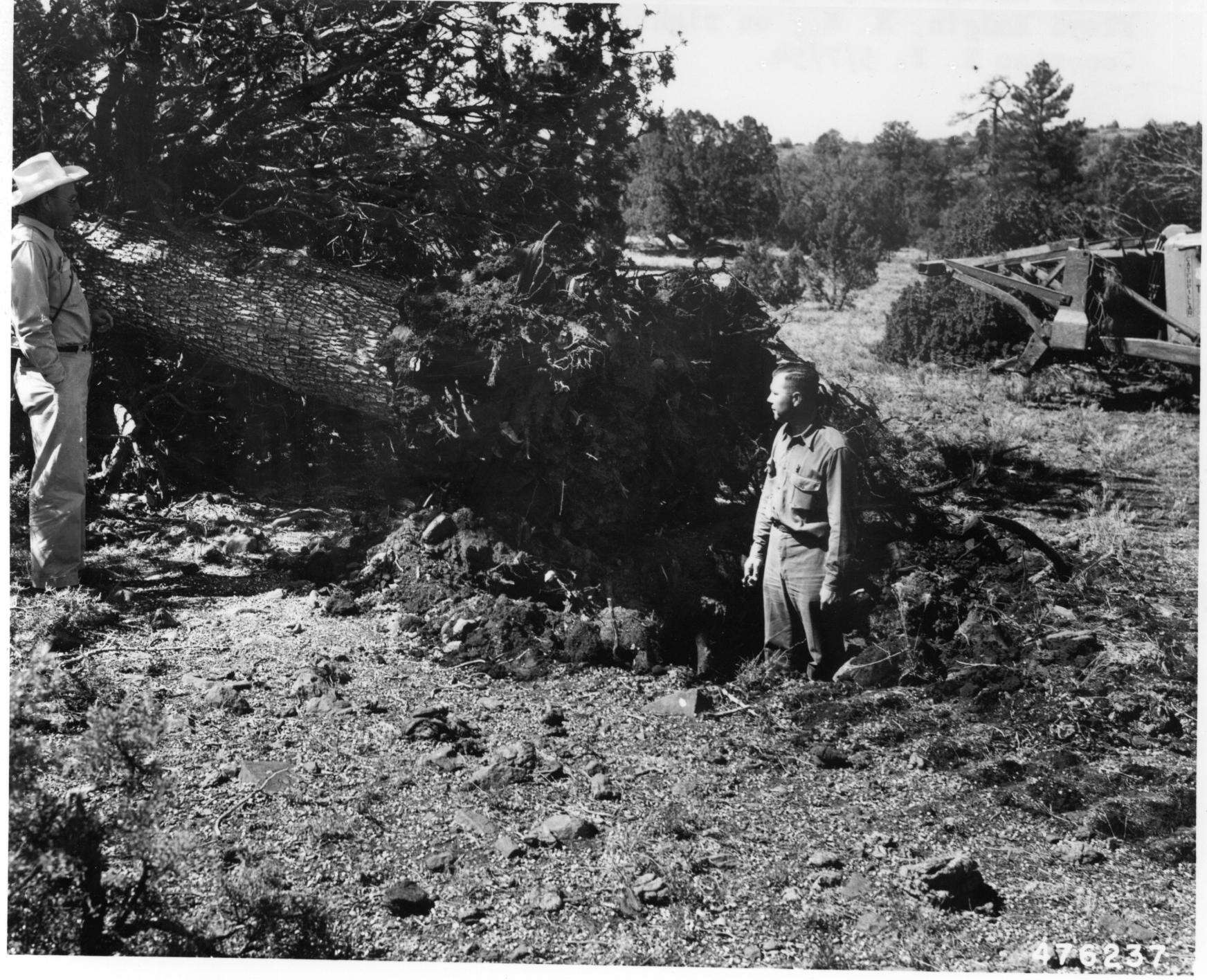 Juniperus deppeana Steud. resmi