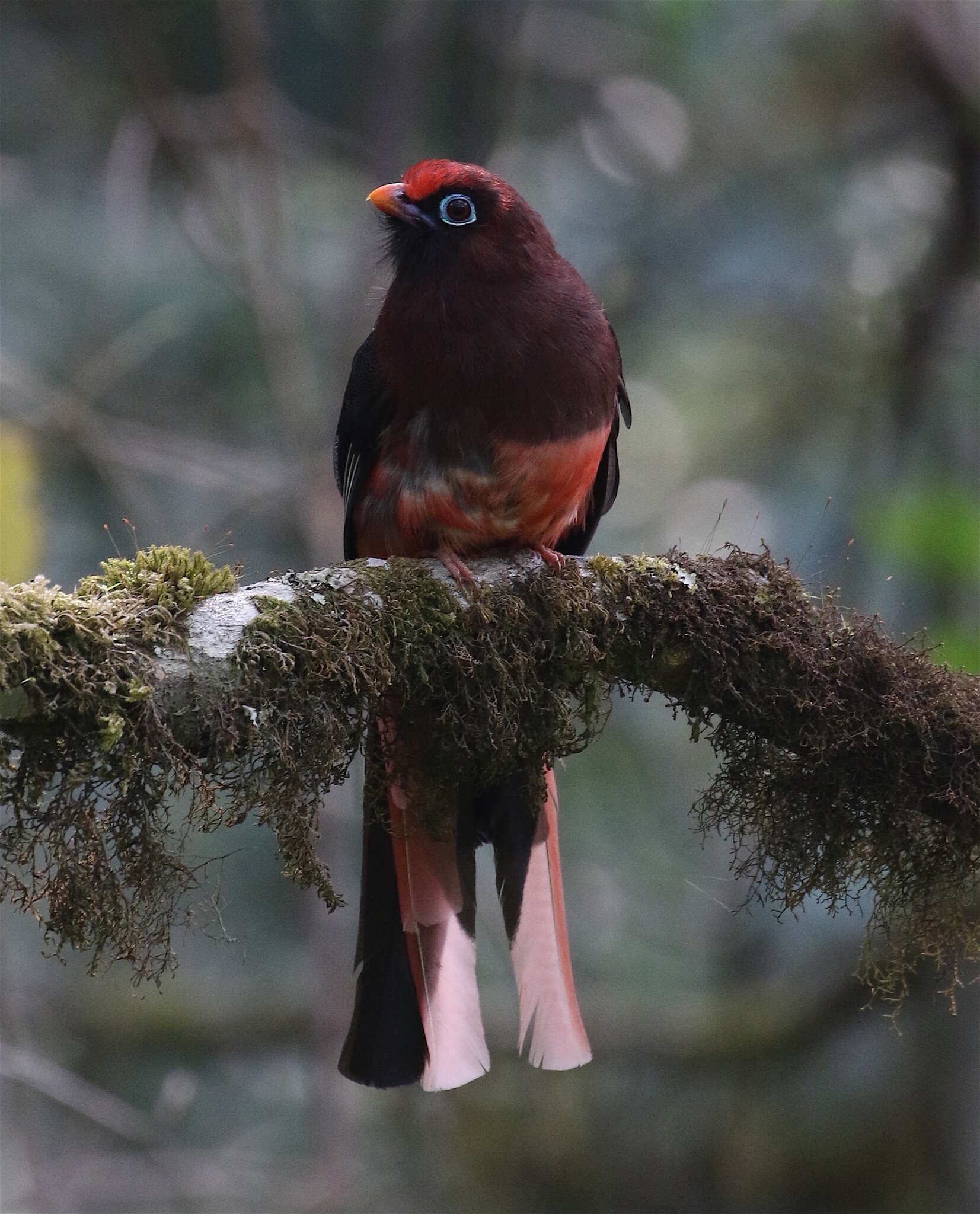 Image of Ward's Trogon