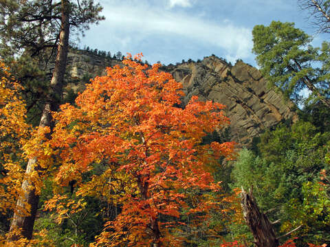 Image of Canyon Maple