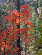 Image of Canyon Maple