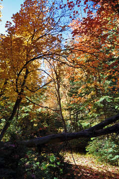 Image of Canyon Maple