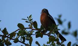 Image of Rufous-tailed Plantcutter