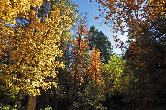 Image of Canyon Maple