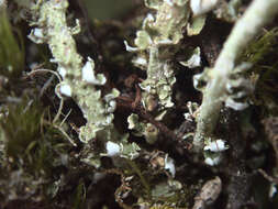 Image of Cladonia darwinii S. Hammer