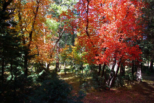 Imagem de Acer grandidentatum Nutt. ex Torr. & Gray