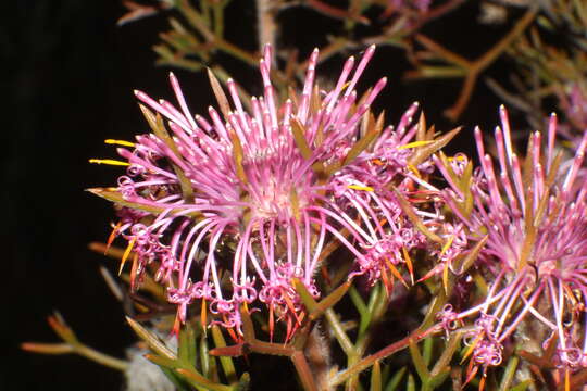 Image of Isopogon formosus R. Br.