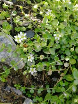 Image of Arenaria rotundifolia M. Bieb.