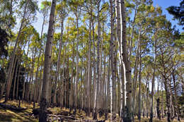 Image of quaking aspen