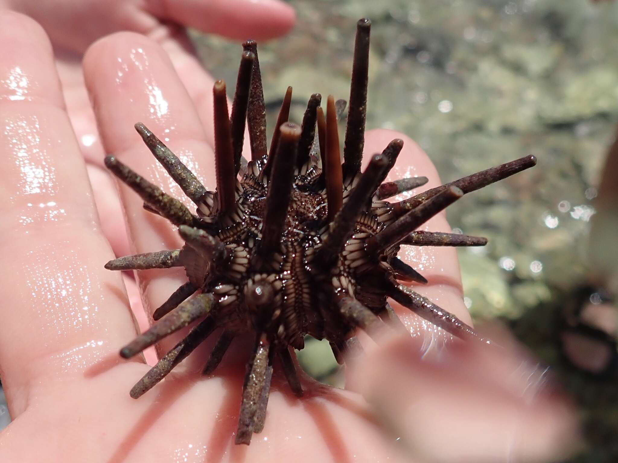 Image of slate pencil urchin