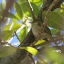 Zosterops lateralis chloronotus Gould 1841 resmi