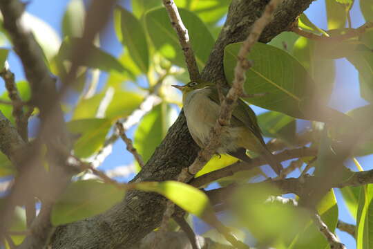 Image of Western Silvereye