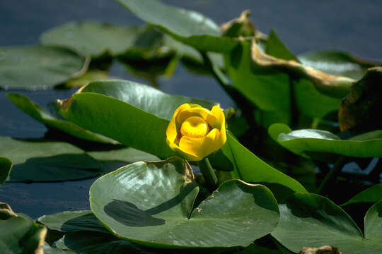 Image of Yellow Water-lily