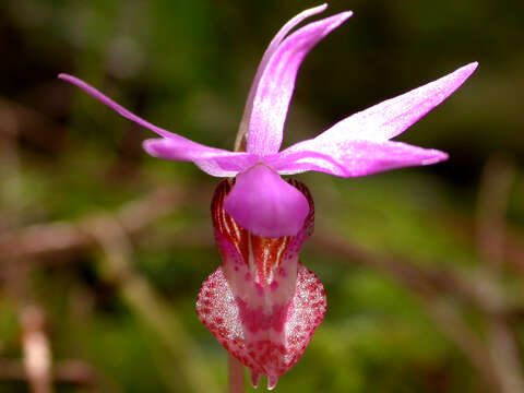 Image of calypso orchid