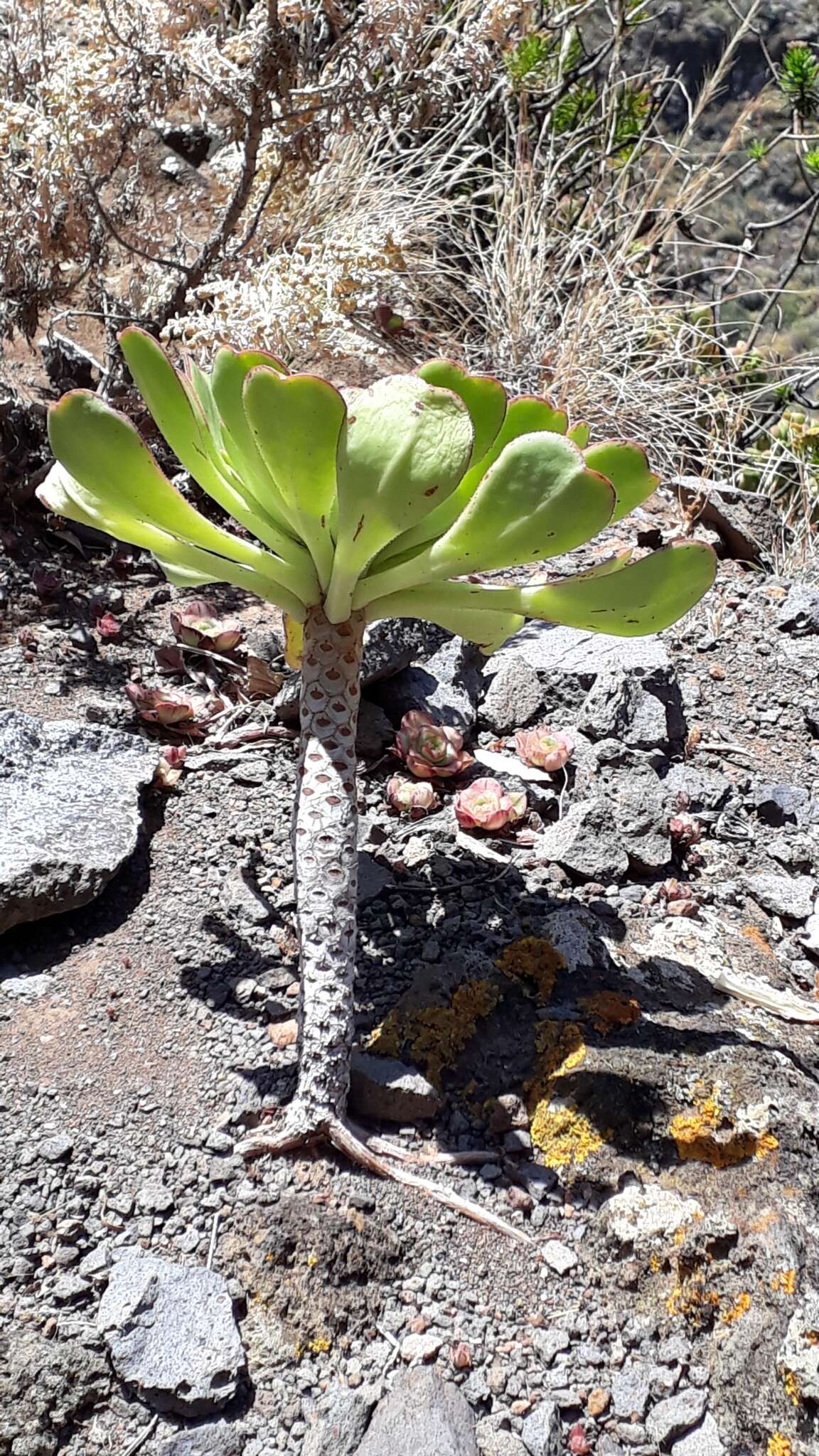 Image of Aeonium urbicum (Chr. Sm. ex Hornem.) Webb & Berth.