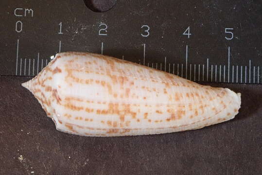 Image of Conus laterculatus G. B. Sowerby II 1870