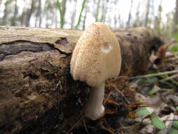 Coprinellus domesticus (Bolton) Vilgalys, Hopple & Jacq. Johnson 2001的圖片