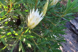 Image de Protea repens (L.) L.