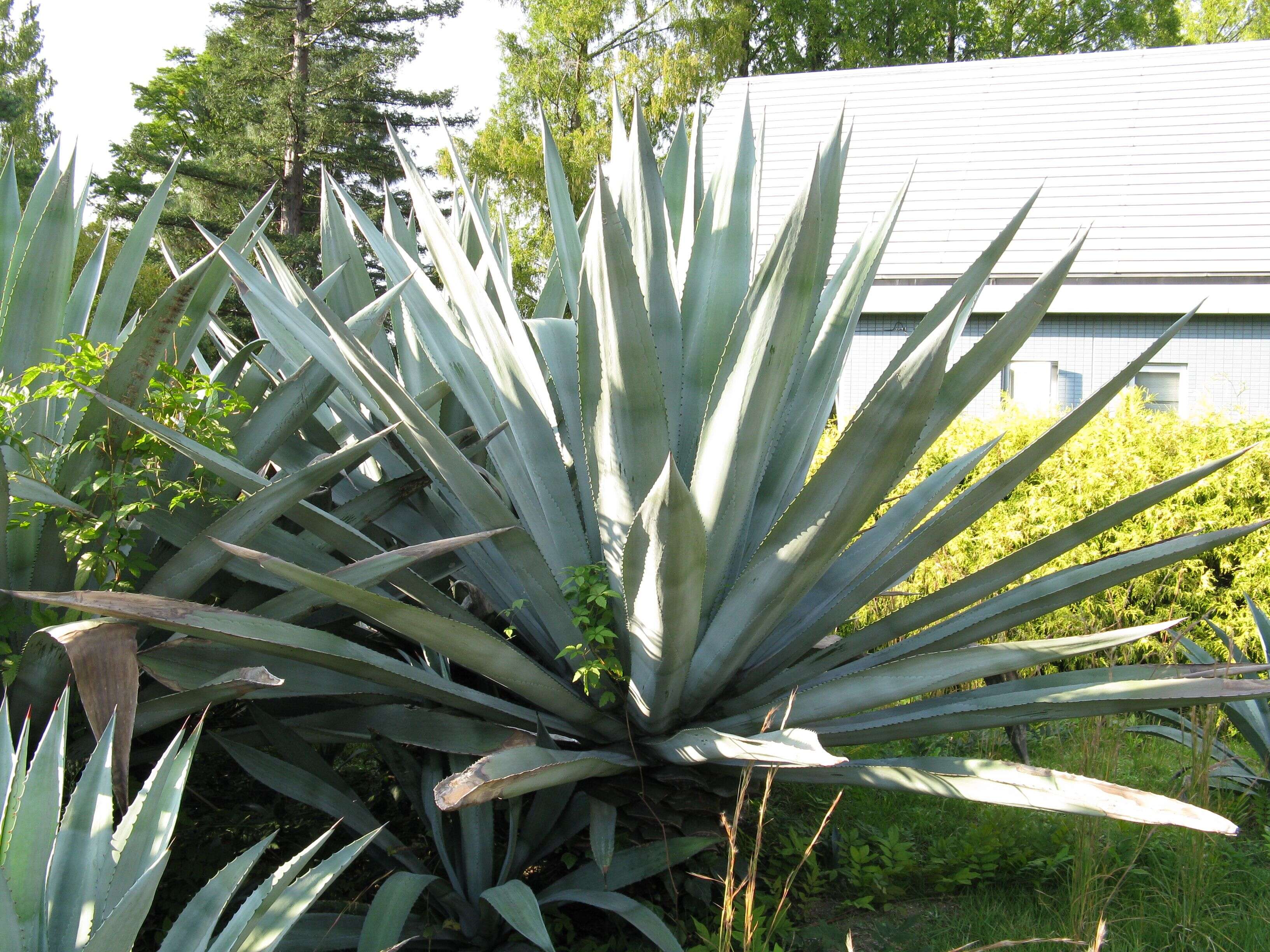 Image of American Aloe