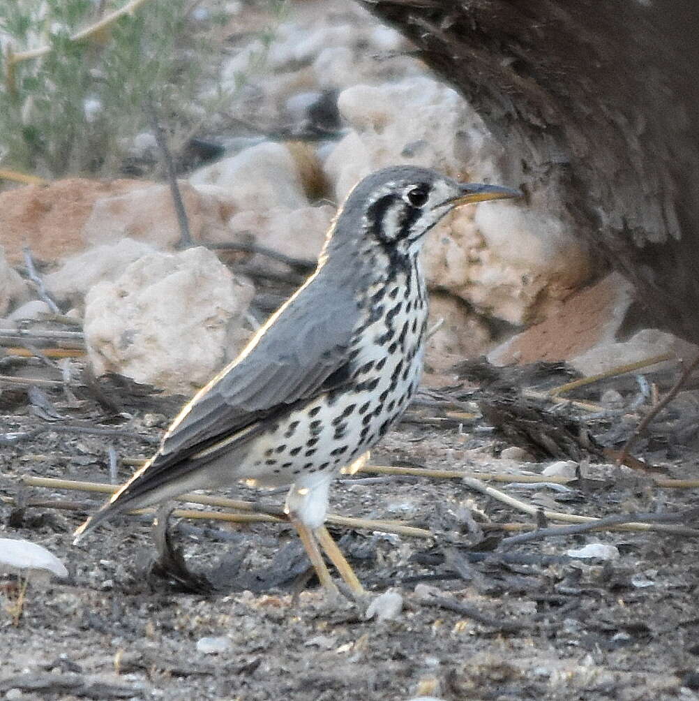 Image of Turdus litsitsirupa litsitsirupa (Smith & A 1836)