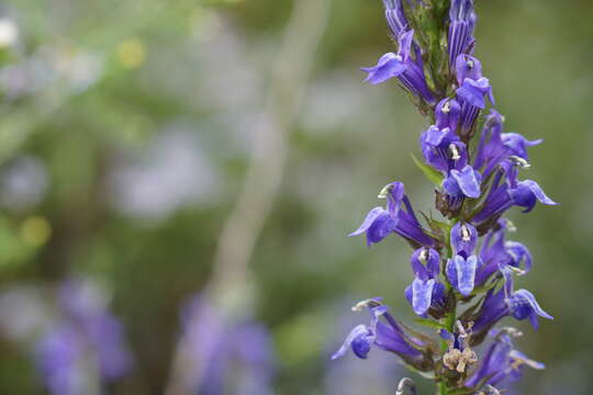 Слика од Lobelia siphilitica L.