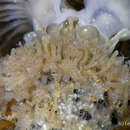 Image of Hydroid