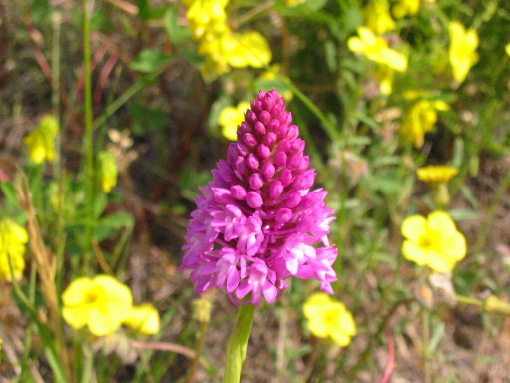 Image of Pyramidal orchid