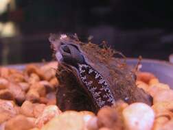 Image of Rough Maple Leaf Pearly Mussel