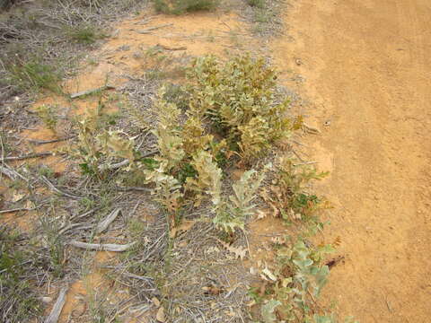 Image of Banksia repens Labill.