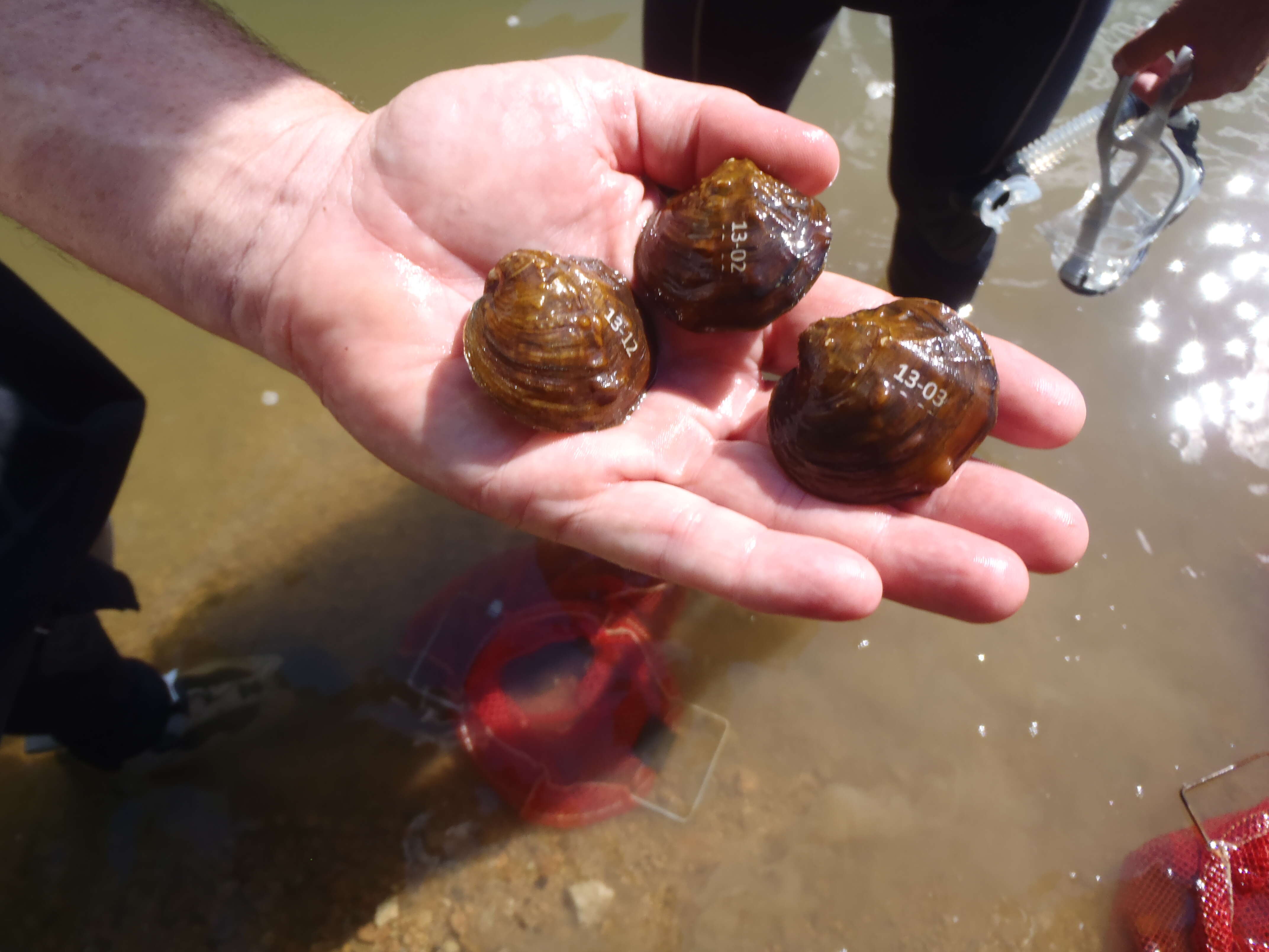 Image of Rough Maple Leaf Pearly Mussel